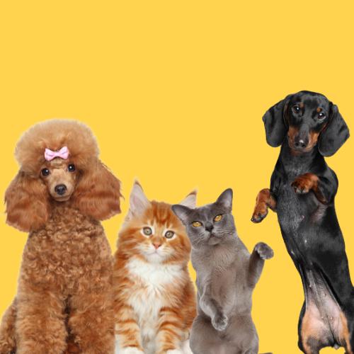 Cat vs. Dog